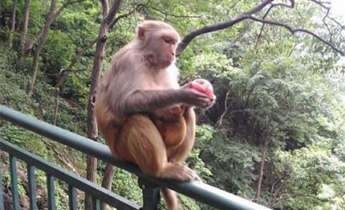 猴子打劫游客的电影 游客杀鸡给猴子看视频