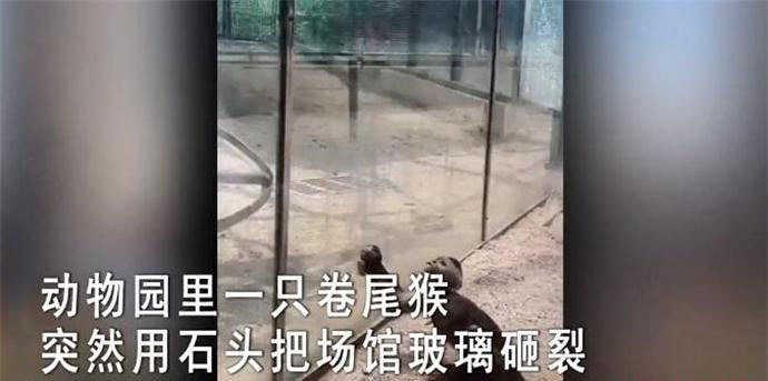 动物园猴子砸玻璃事件 竟然借助工具越狱了