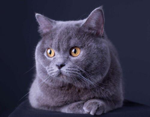 肖战的猫坚果是什么品种的猫，肖战的猫咪坚果是什么品种