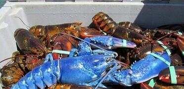 渔民捕获蓝色龙虾图片 蓝色龙虾可以吃吗