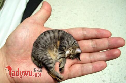 皮堡斯小猫真实图片 快灭绝的猫叫什么猫