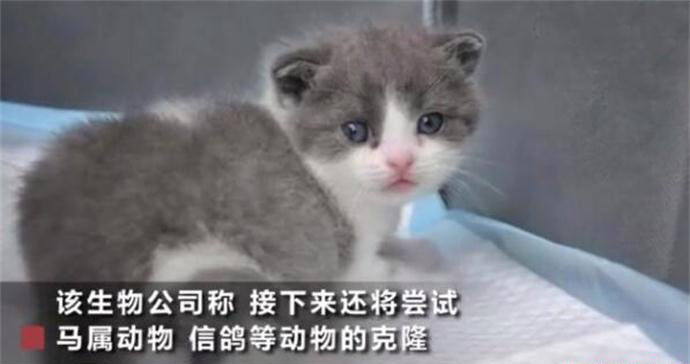 我国首只克隆猫诞生 中国克隆技术最新突破