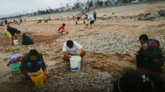 青岛哪个海滩能捡海鲜 台风带来的福利