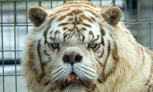 世界最丑老虎排名 海豹是胎生的吗