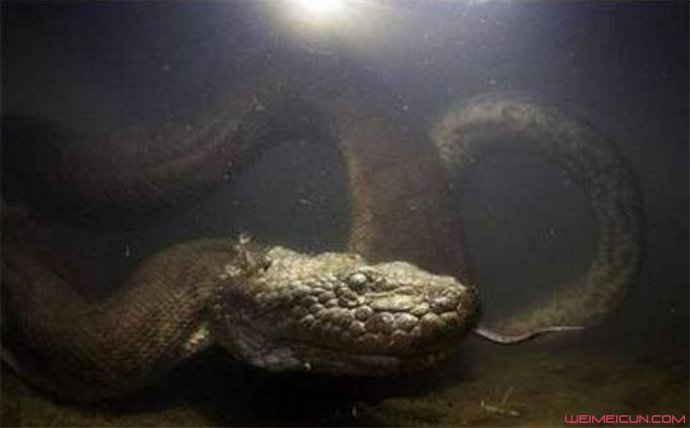 世界第一巨蛇桂花视频 世界上最大的蟒蛇有多大图片