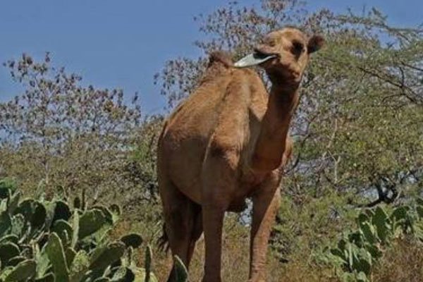 骆驼喜欢吃仙人掌的原因是什么，难道就不怕扎嘴吗
