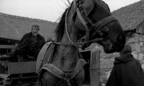 关于马的电影有哪些英文，关于马的全部电影名字