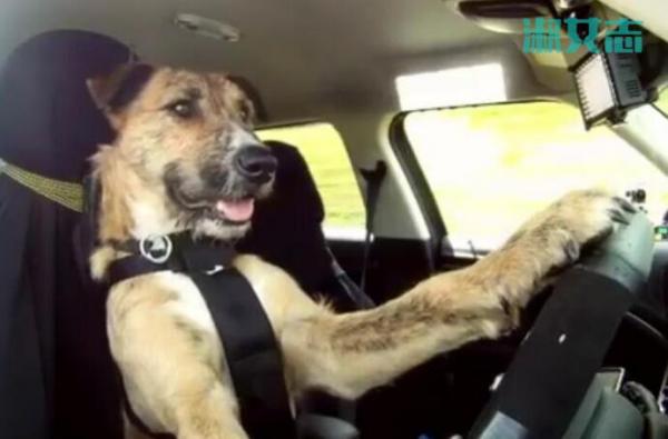 小狗8个星期学会开车 视频，成为世界上第一只会开车的狗堪比老司机是谁