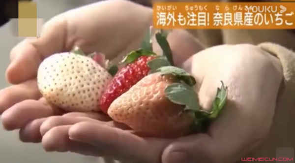 800元一颗草莓 有钱人的想法想不到怎么办