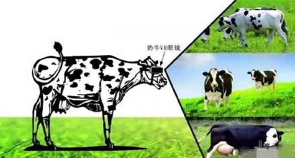 奶牛佩戴vr眼镜视频 帮助奶牛得到放松的英文