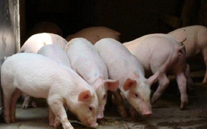 招聘养猪工人多少钱一个月 秦英林如今身价超千亿吗