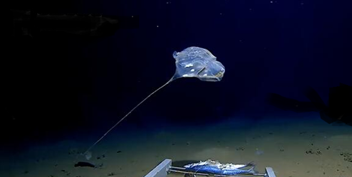 教授在印度洋中发现了哪些特有的生物 自身发出美丽的蓝光什么意思