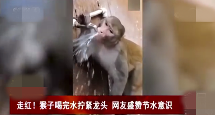 猴子喝完水拧紧龙头会怎么样 用猴子找水