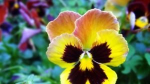 蝴蝶花是怎样生长的图片 蝴蝶花是什么颜色的?