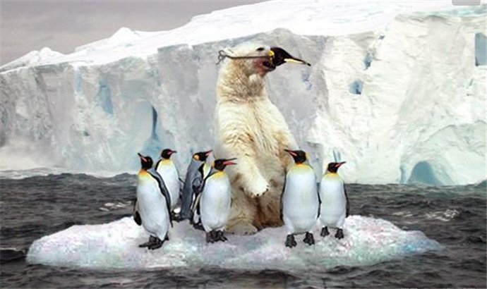 非诚勿扰北极熊为什么不吃企鹅 真相是很残忍的英文