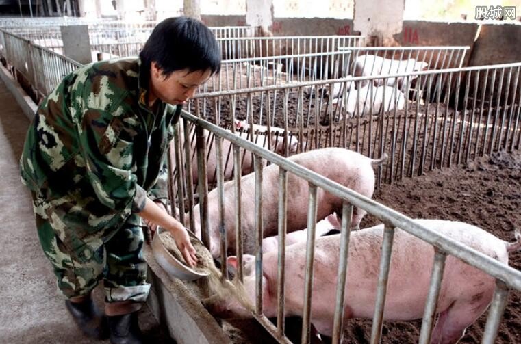 2019年最新养猪政策出台 医保国家补贴多少