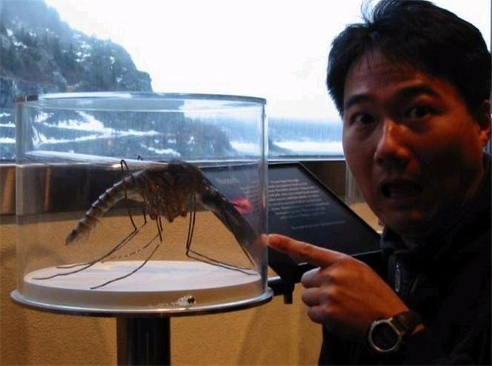 世界上最大的蚊子有多大 看了真是毛骨悚然