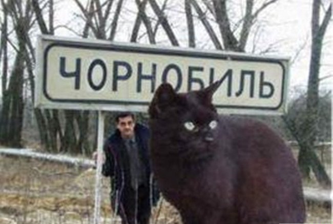 乌克兰巨型猫 乌克兰巨猫事件真相是什么
