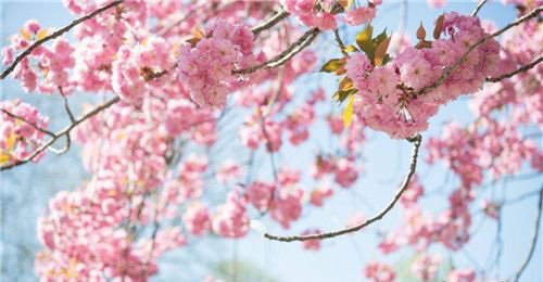 关于赏樱花的说说短句 赏樱花的好心情说说描写樱花的唯美经典古诗词语句
