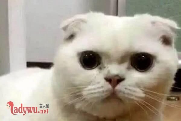 刘二豆为什么不更新了2020 刘二豆是什么品种的猫