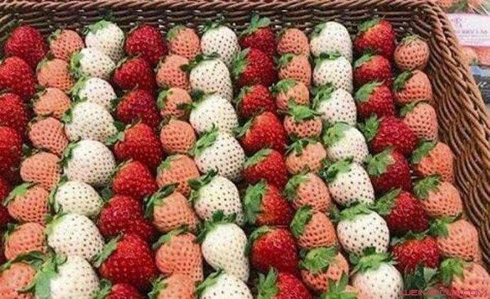 日本一颗草莓900元贵吗 被香港买家拍走违法吗