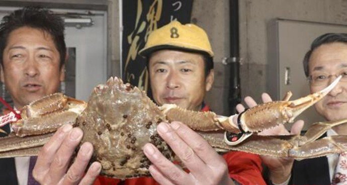 日本螃蟹多少钱 世界上已知最大的螃蟹