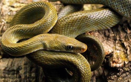 毒性不强的蛇有哪些品种 毒蛇的天敌是什么动物