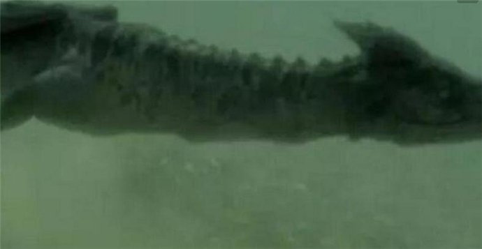 海底惊现12米巨型真龙视频 青海湖海底惊现12米巨型真龙