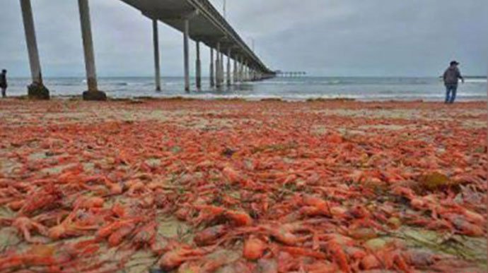 荷兰小龙虾泛滥成灾了 中国的吃货