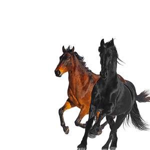 Lil Nas X/Billy Ray Cyrus《Old Town Road (Remix)》[FLAC/MP3-320K]